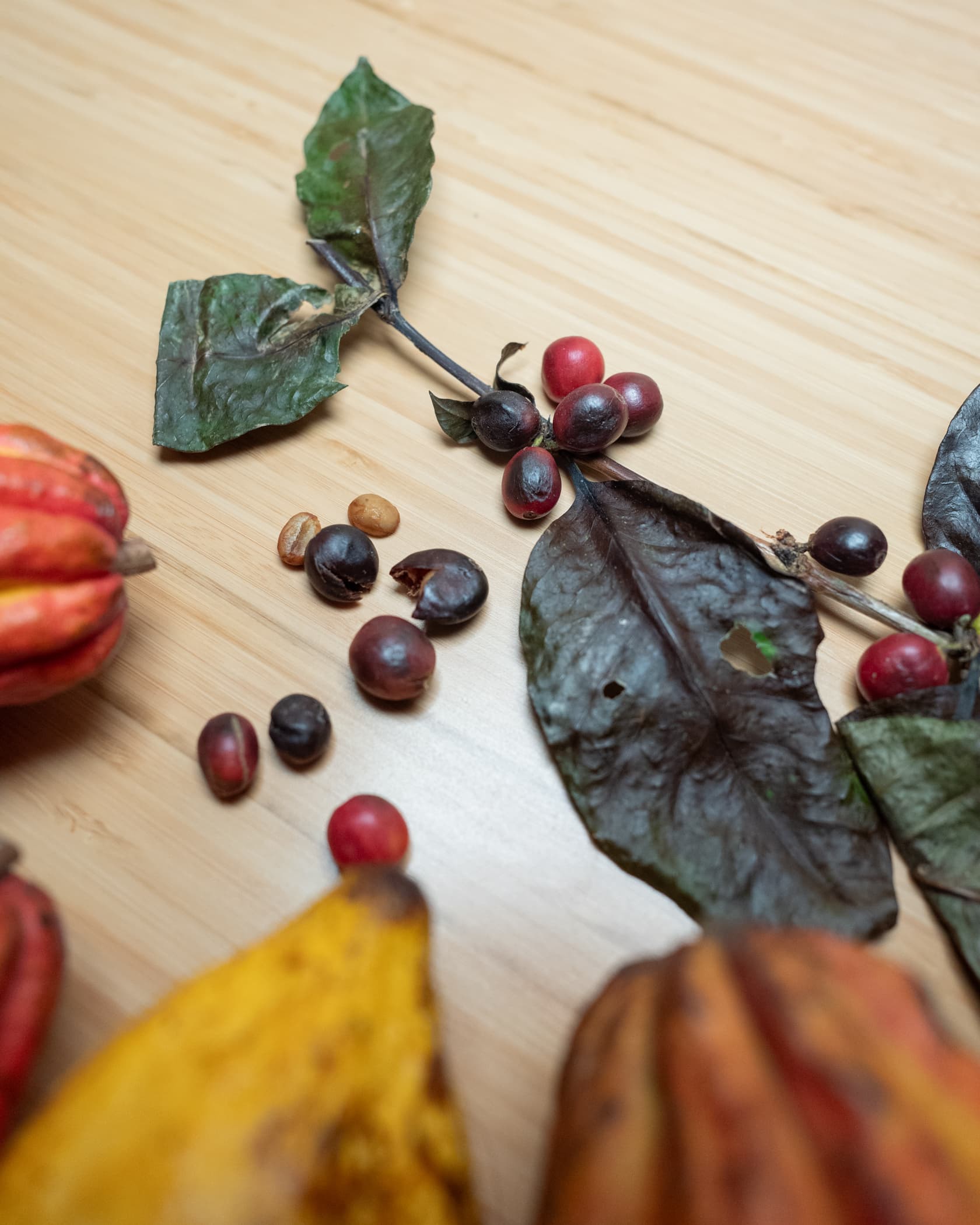 Incredible Gift from Costa Rica — image 2