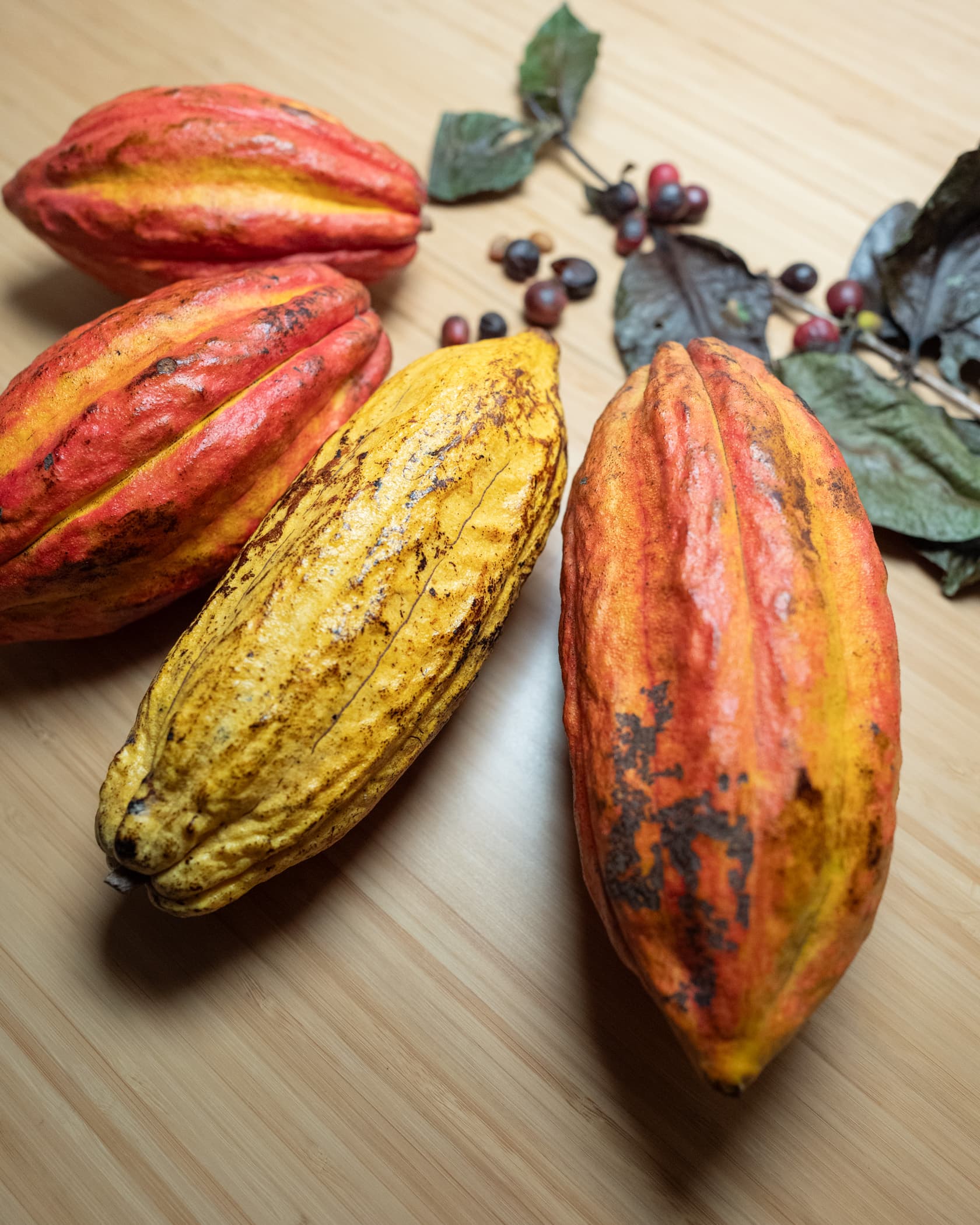 Incredible Gift from Costa Rica — image 3